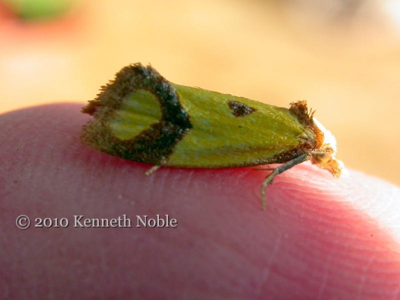 Agapate zoegana _friendly_ ex11214 _800_.JPG